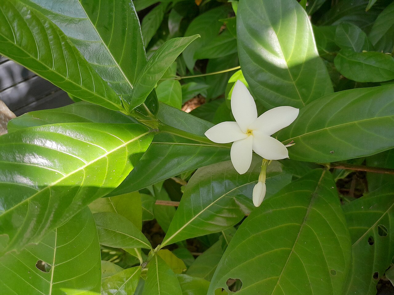 Atractocarpus decorus: Atractocarpus decorus , cultivated at the Cairns Botanic Gardens visitor centre, October 2023