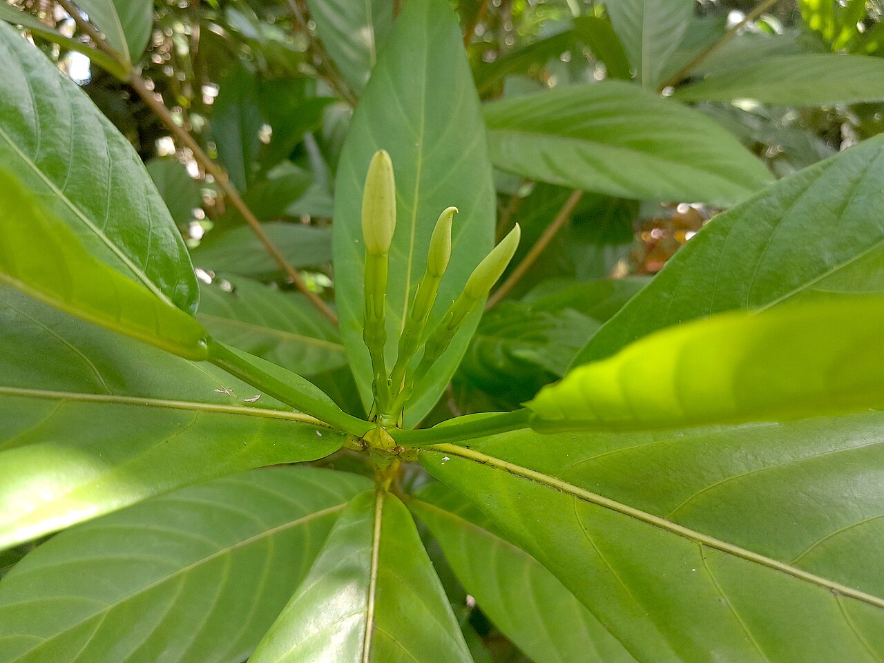 Atractocarpus decorus: Atractocarpus decorus , cultivated at the Cairns Botanic Gardens visitor centre, October 2023