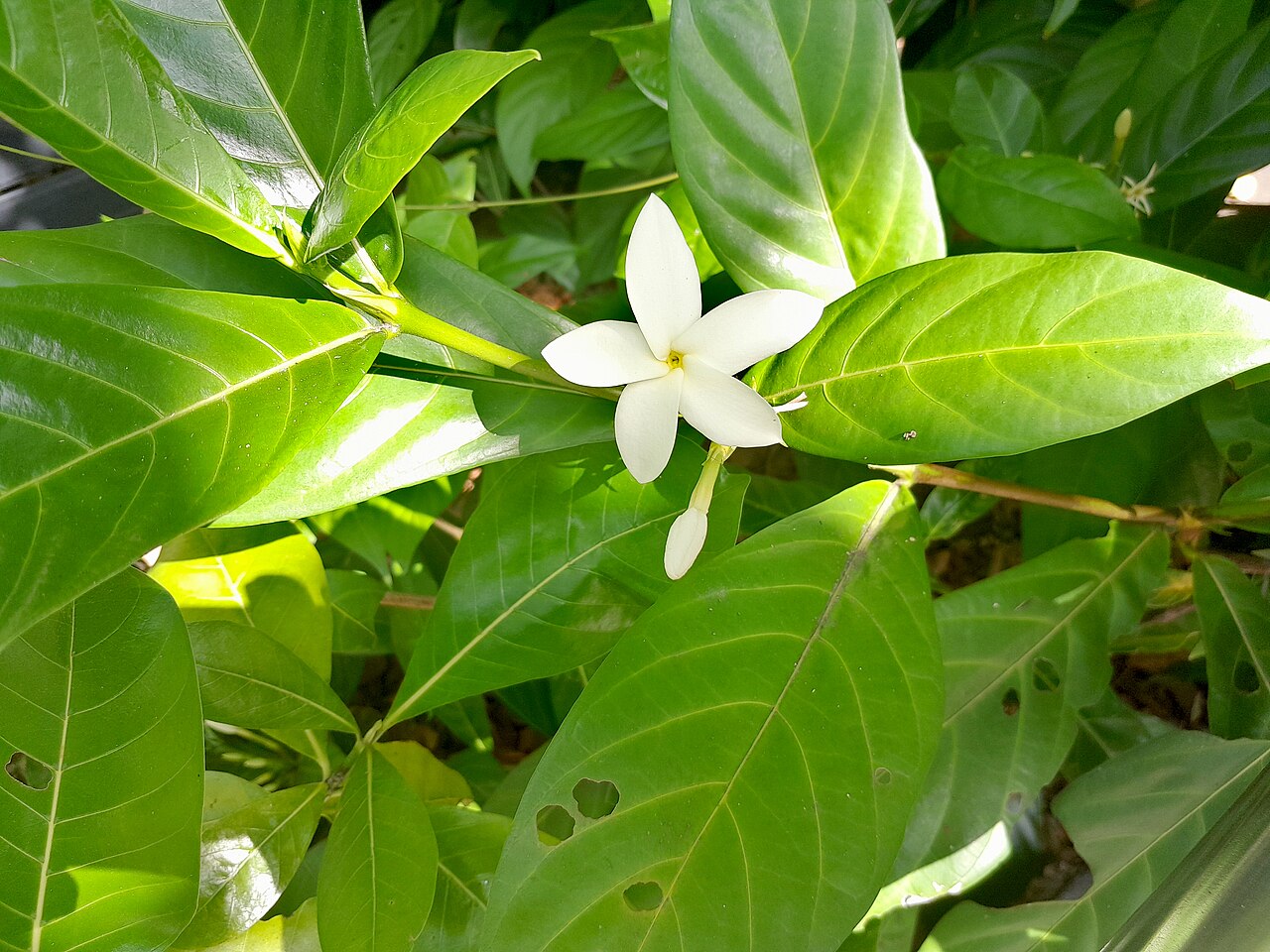Atractocarpus decorus: Atractocarpus decorus , cultivated at the Cairns Botanic Gardens visitor centre, October 2023