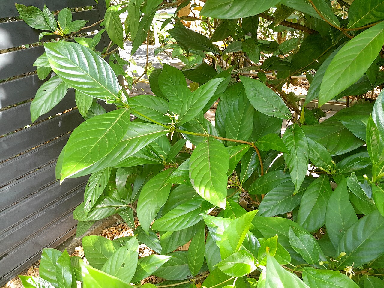 Atractocarpus decorus: Atractocarpus decorus , cultivated at the Cairns Botanic Gardens visitor centre, October 2023