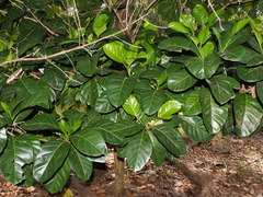 Brown gardenia (Atractocarpus fitzalanii)