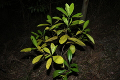 Brown gardenia (Atractocarpus fitzalanii)