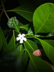 Brown gardenia (Atractocarpus fitzalanii)