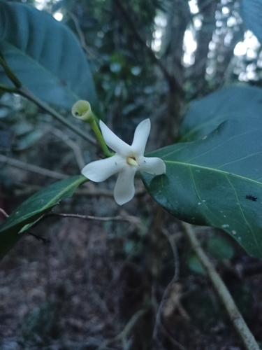 Brown gardenia (Atractocarpus fitzalanii)