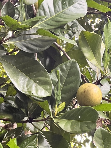 Brown gardenia (Atractocarpus fitzalanii)