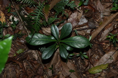 Brown gardenia (Atractocarpus fitzalanii)