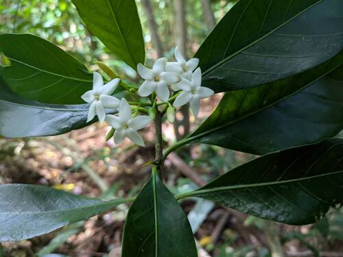 Brown gardenia (Atractocarpus fitzalanii)