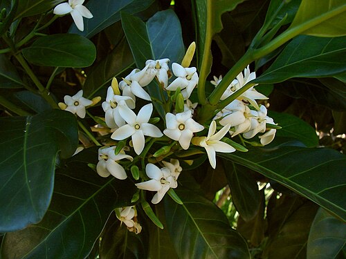 Brown gardenia: Australian native Atractocarpus fitzalanii Family: Rubiaceae Common names: Yellow Mangosteen, Brown Gardenia, Orange Randia, Native Gardenia, Native Guava. Smal