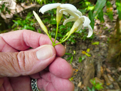 Brown gardenia (Atractocarpus fitzalanii)