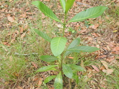 Brown gardenia (Atractocarpus fitzalanii)