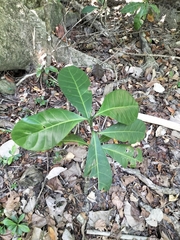 Brown gardenia (Atractocarpus fitzalanii)