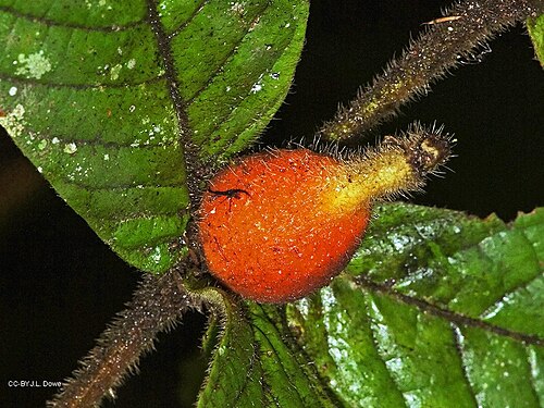 Hairy gardenia: Fruit of Atractocarpus hirtus, a species in the family Rubiaceae endemic to Queensland