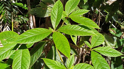 Hairy gardenia: Foliage of Atractocarpus hirtus (Hairy gardenia), growing on the Lamb Range near Cairns, Australia