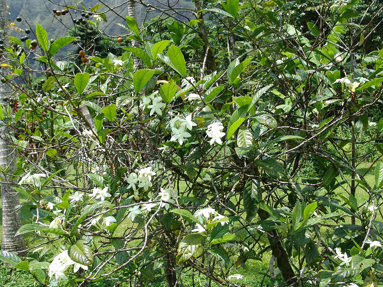 Hairy gardenia: Atractocarpus hirtus at Ho'omaluhia Botanical Garden Oahu Hawaii