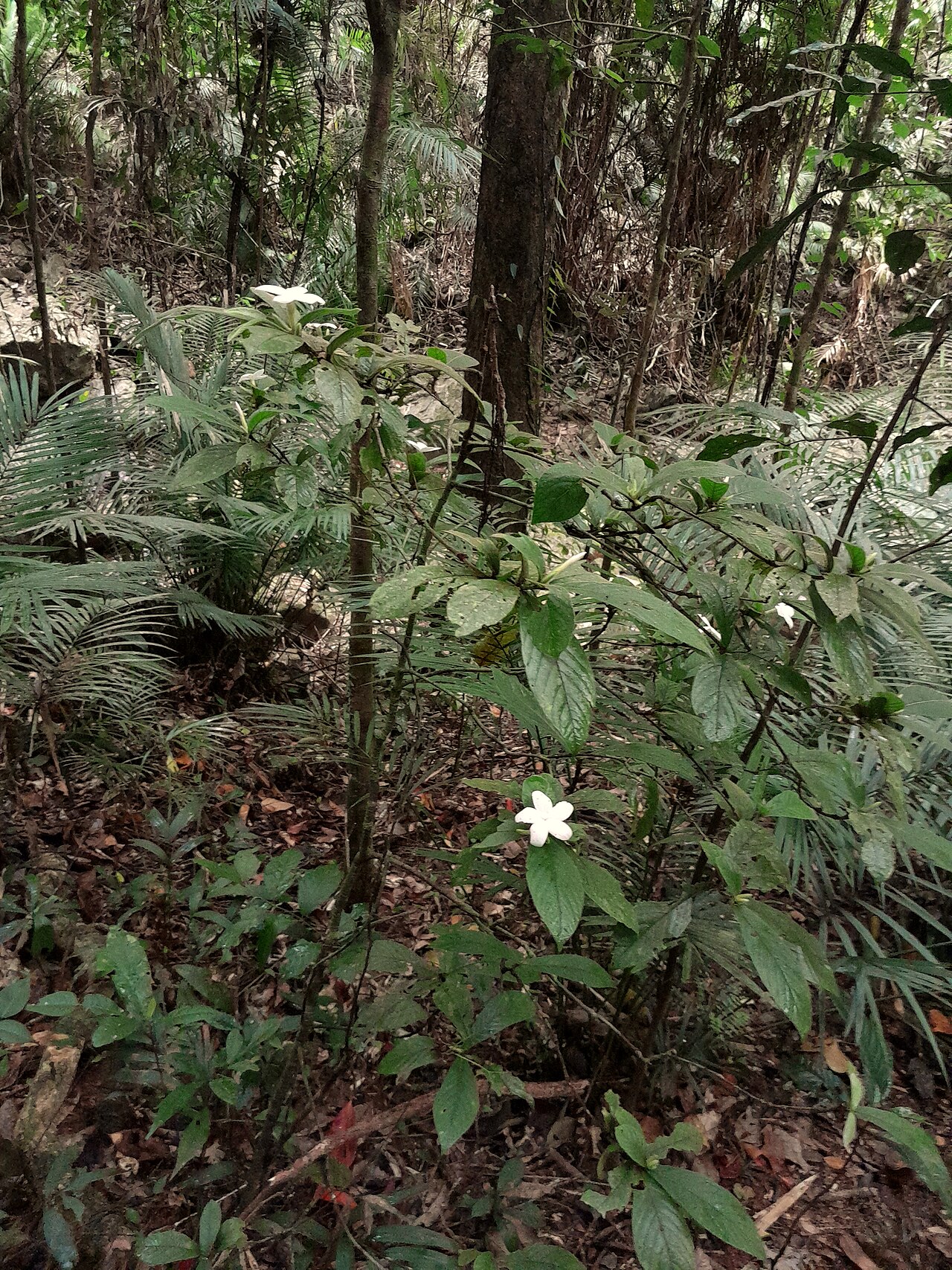 Hairy gardenia: Atractocarpus hirtus at Crystal Cascades, Cairns , September 2023