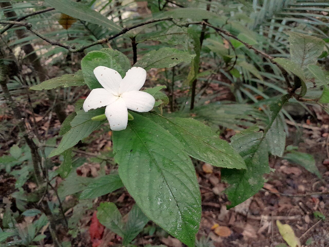 Hairy gardenia: Atractocarpus hirtus at Crystal Cascades, Cairns , September 2023