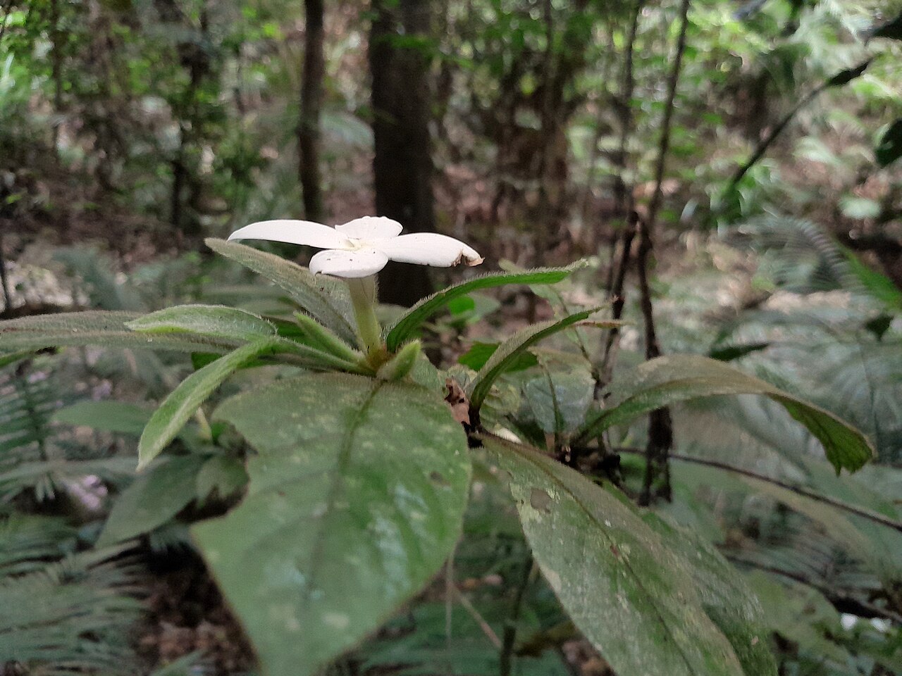 Hairy gardenia: Atractocarpus hirtus at Crystal Cascades, Cairns , September 2023