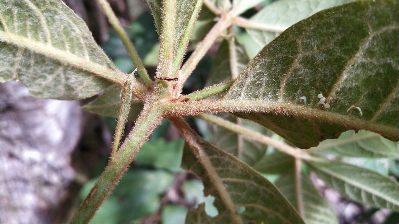Hairy gardenia: Foliage of the hairy gardenia