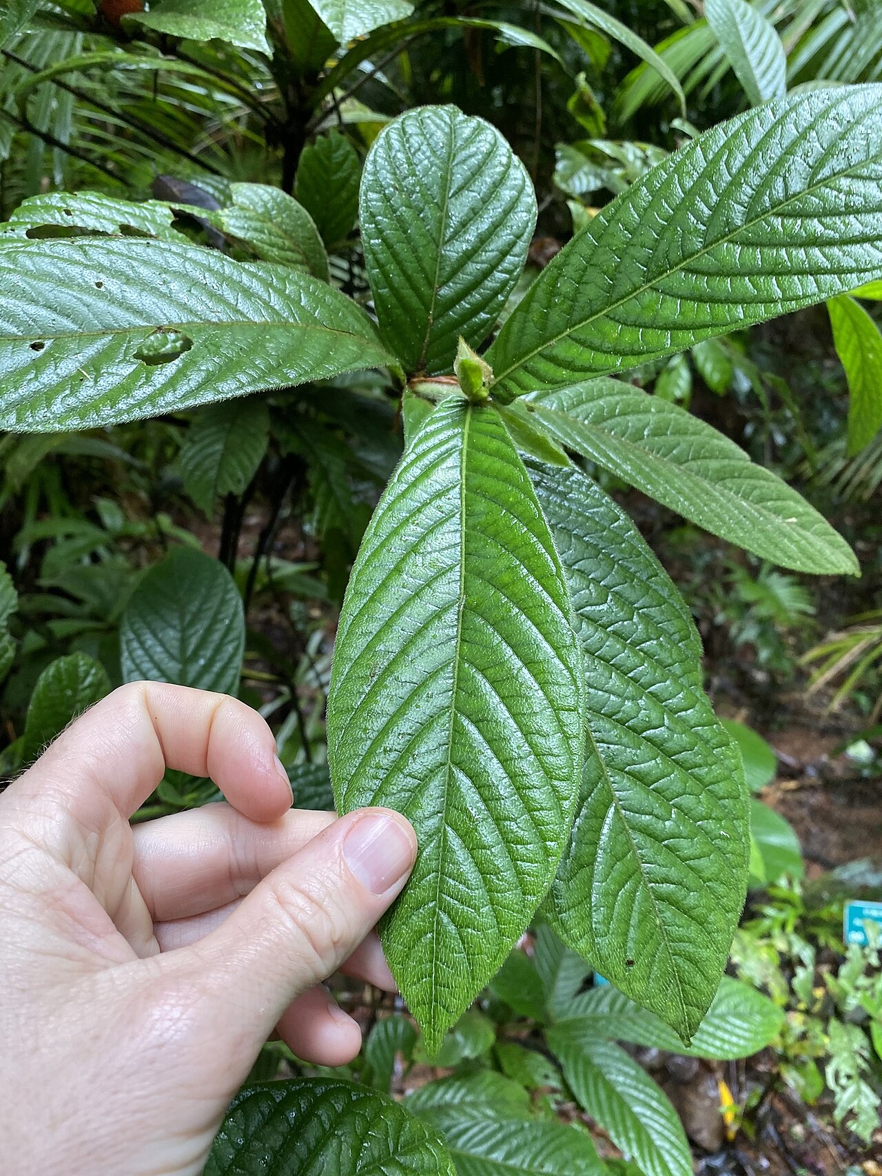 Hairy gardenia: Foliage of the hairy gardenia