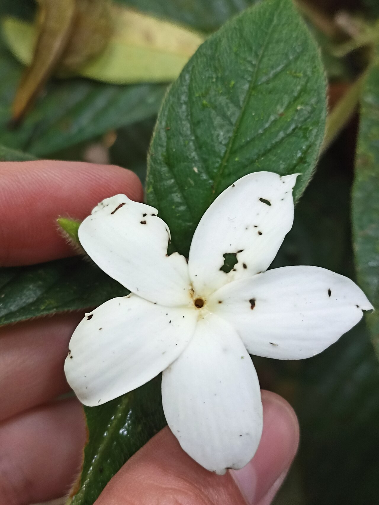 Hairy gardenia: hairy gardenia
