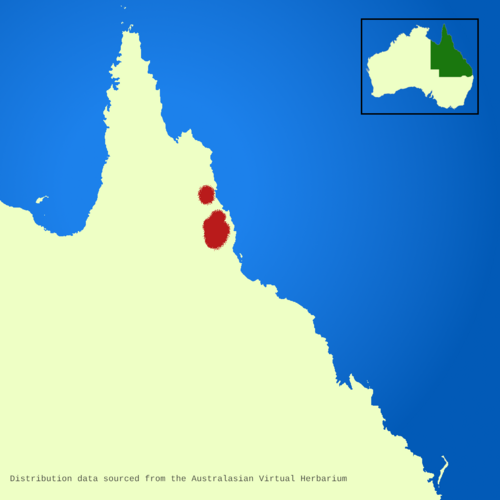 Mountain gardenia: Map showing distribution of Atractocarpus merikin in Queensland