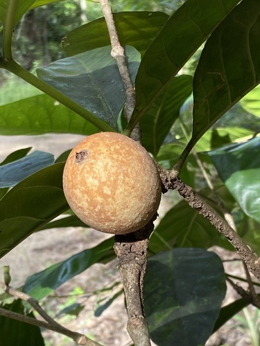 Brown randia (Atractocarpus sessilis)