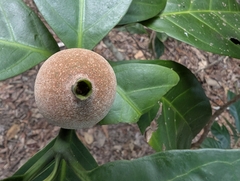 Brown randia (Atractocarpus sessilis)