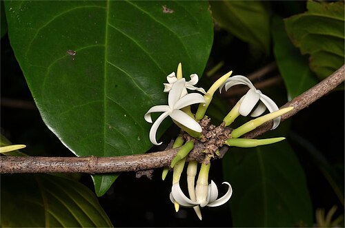 Brown randia: Atractocarpus sessilis flowers