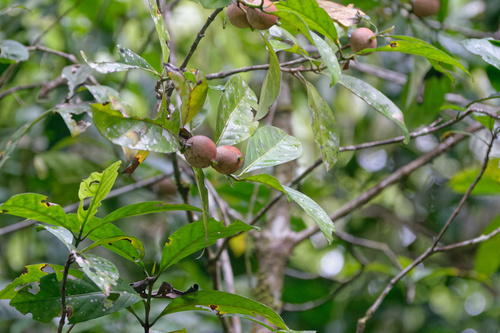 Brown randia (Atractocarpus sessilis)