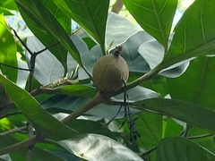 Brown randia (Atractocarpus sessilis)