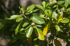 Brown randia (Atractocarpus sessilis)