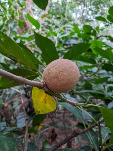 Brown randia (Atractocarpus sessilis)