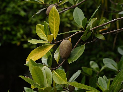 Brown randia: Atractocarpus sessilis