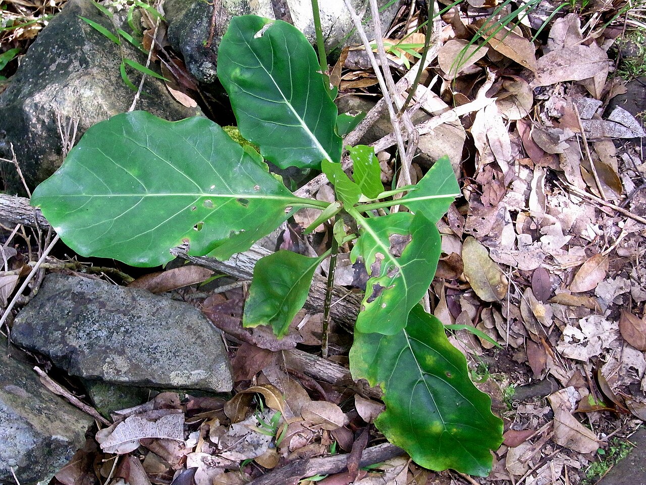 Atractocarpus stipularis: big leaf shrub Lord Howe Island north, probably Atractocarpus stipularis