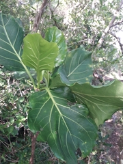 Atractocarpus stipularis (Atractocarpus stipularis)