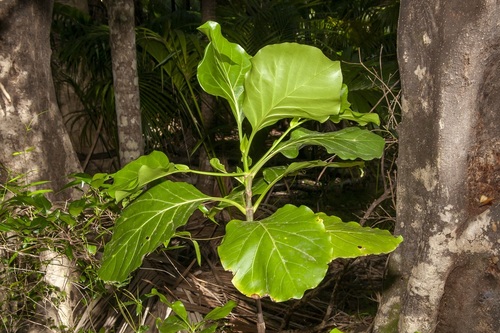Atractocarpus stipularis (Atractocarpus stipularis)