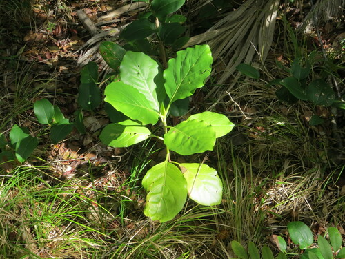Atractocarpus stipularis (Atractocarpus stipularis)