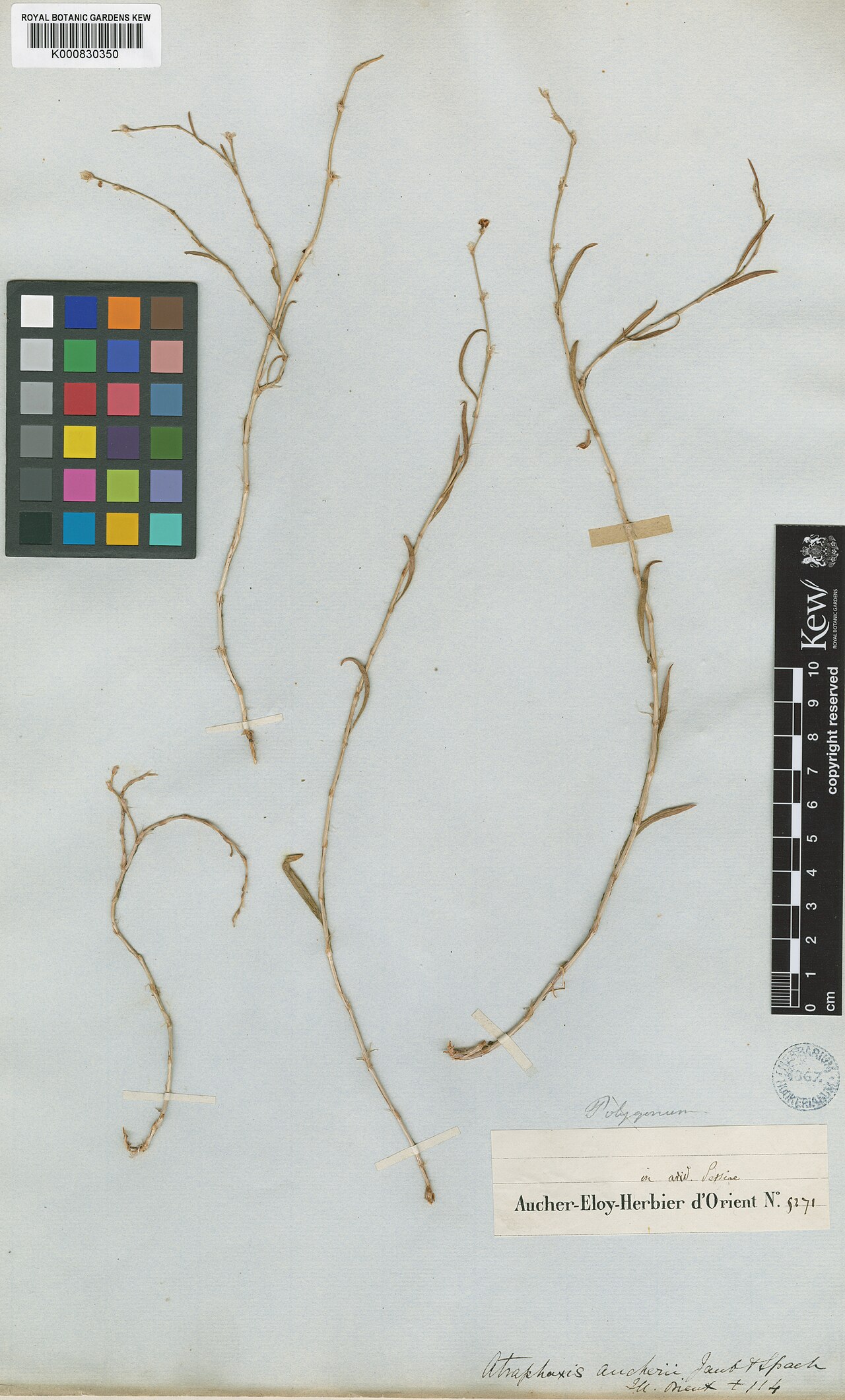 Atraphaxis aucheri: Atraphaxis aucheri — Herbarium specimen from Persiae. Habitat: arid. Collected by Aucher-Eloy, P.M.R.. Recorded in GBIF occurrence 912625534 .