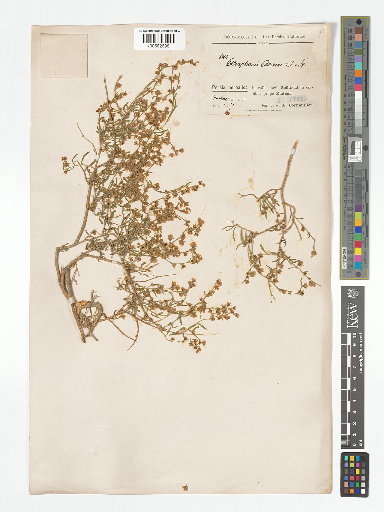 Atraphaxis aucheri: Atraphaxis aucheri — Herbarium specimen from Persia borealis, in valle fluvii Sefidrud in col-libus prope Rudbar., Iran. Collected by Bornmüller, J.; Bornmüller