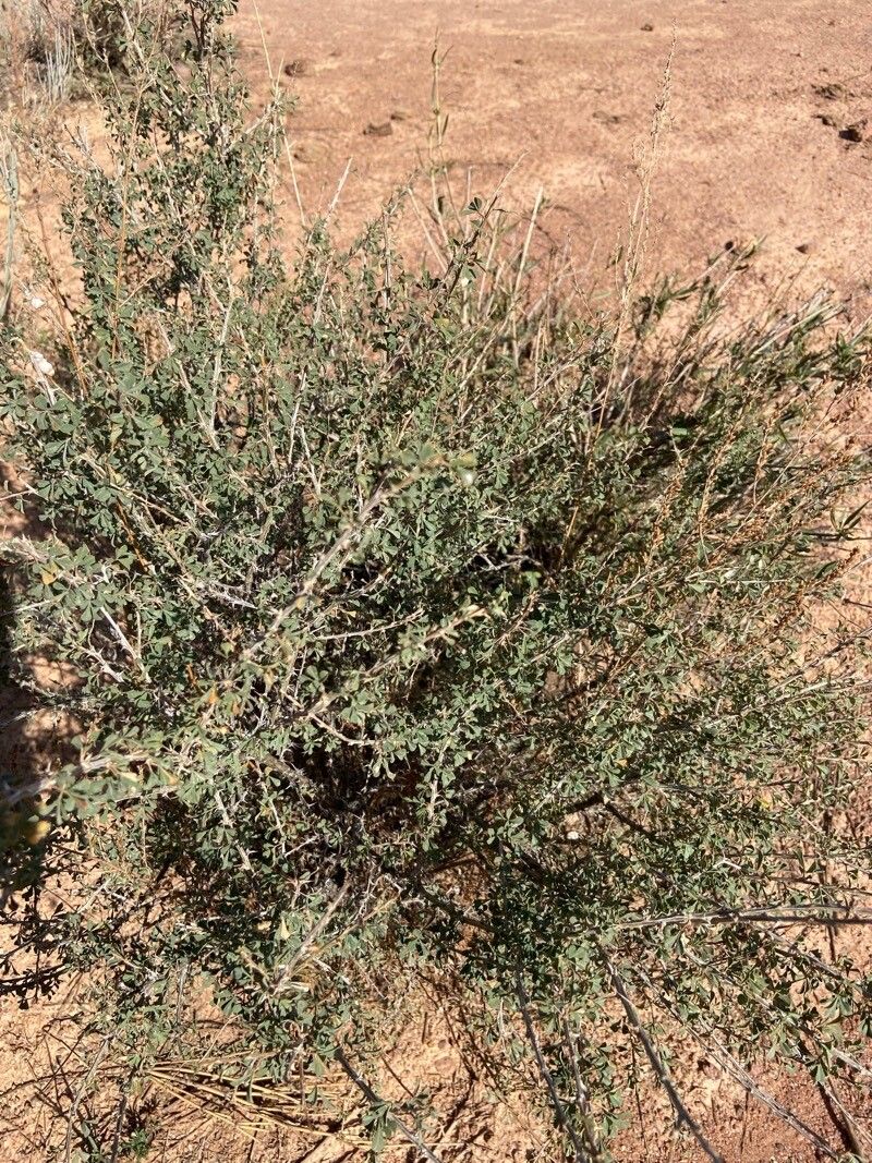 Atraphaxis spinosa (Atraphaxis spinosa)