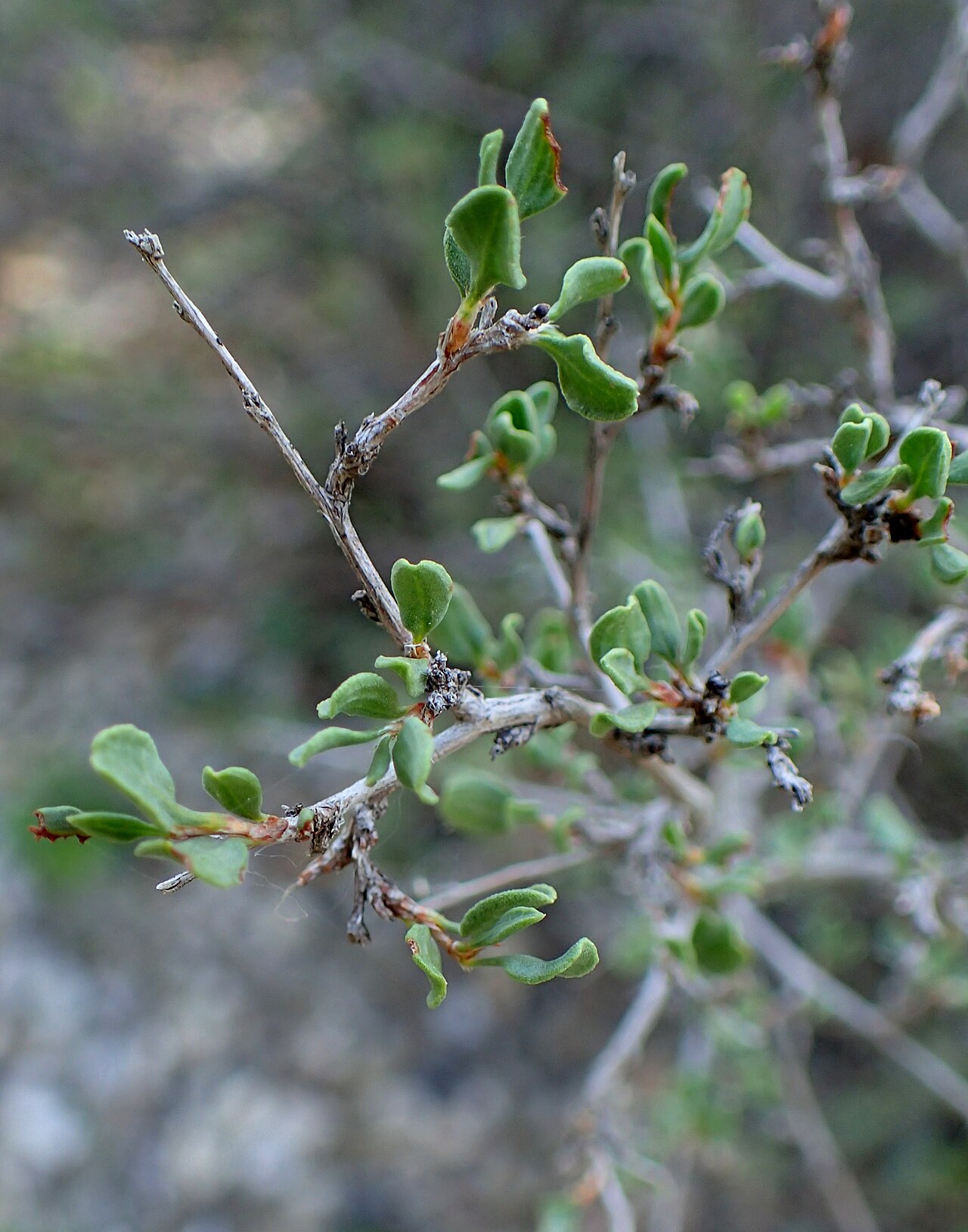 Atraphaxis spinosa: Atraphaxis spinosa in Botanical Garden in Tbilisi