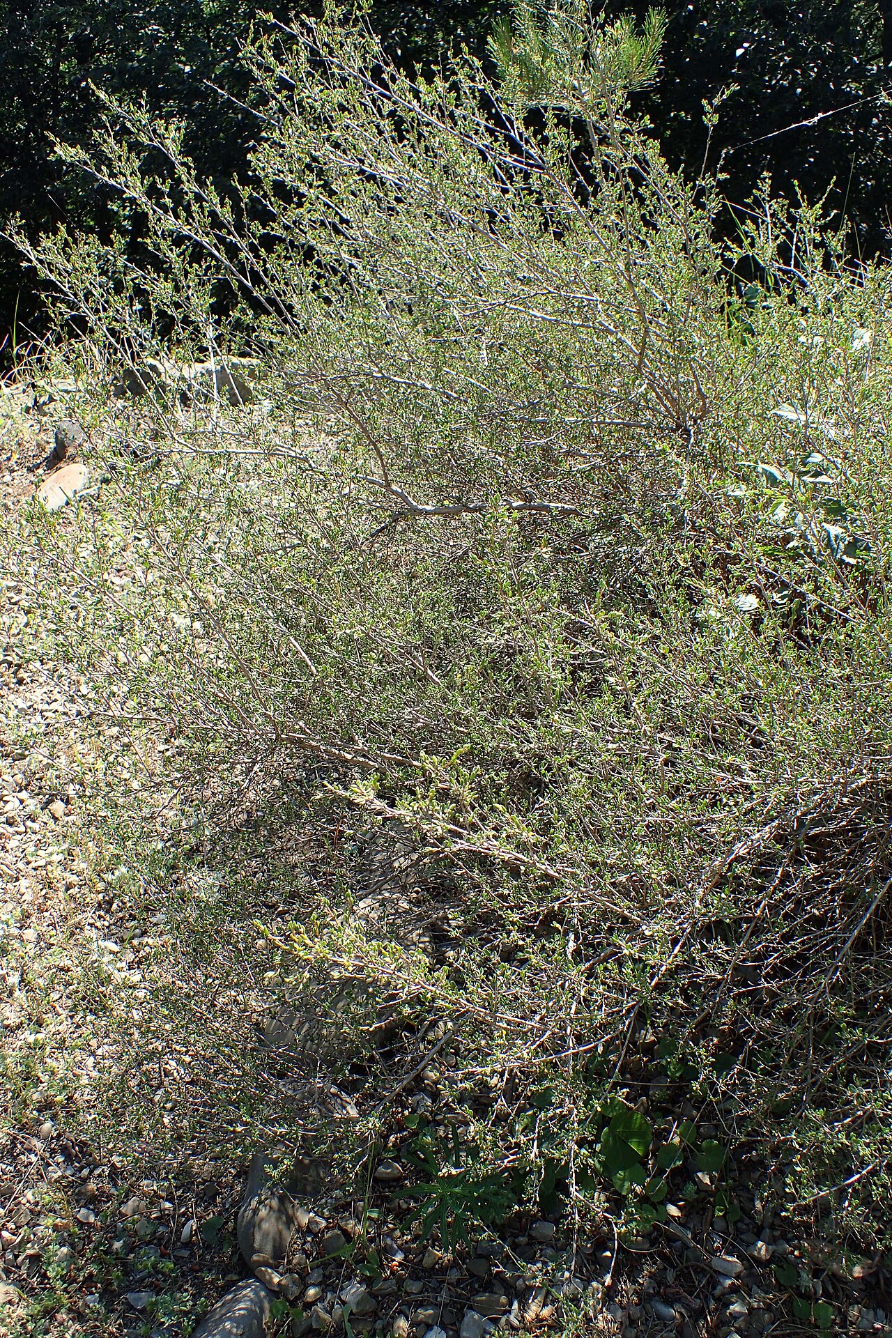 Atraphaxis spinosa: Atraphaxis spinosa in Botanical Garden in Tbilisi
