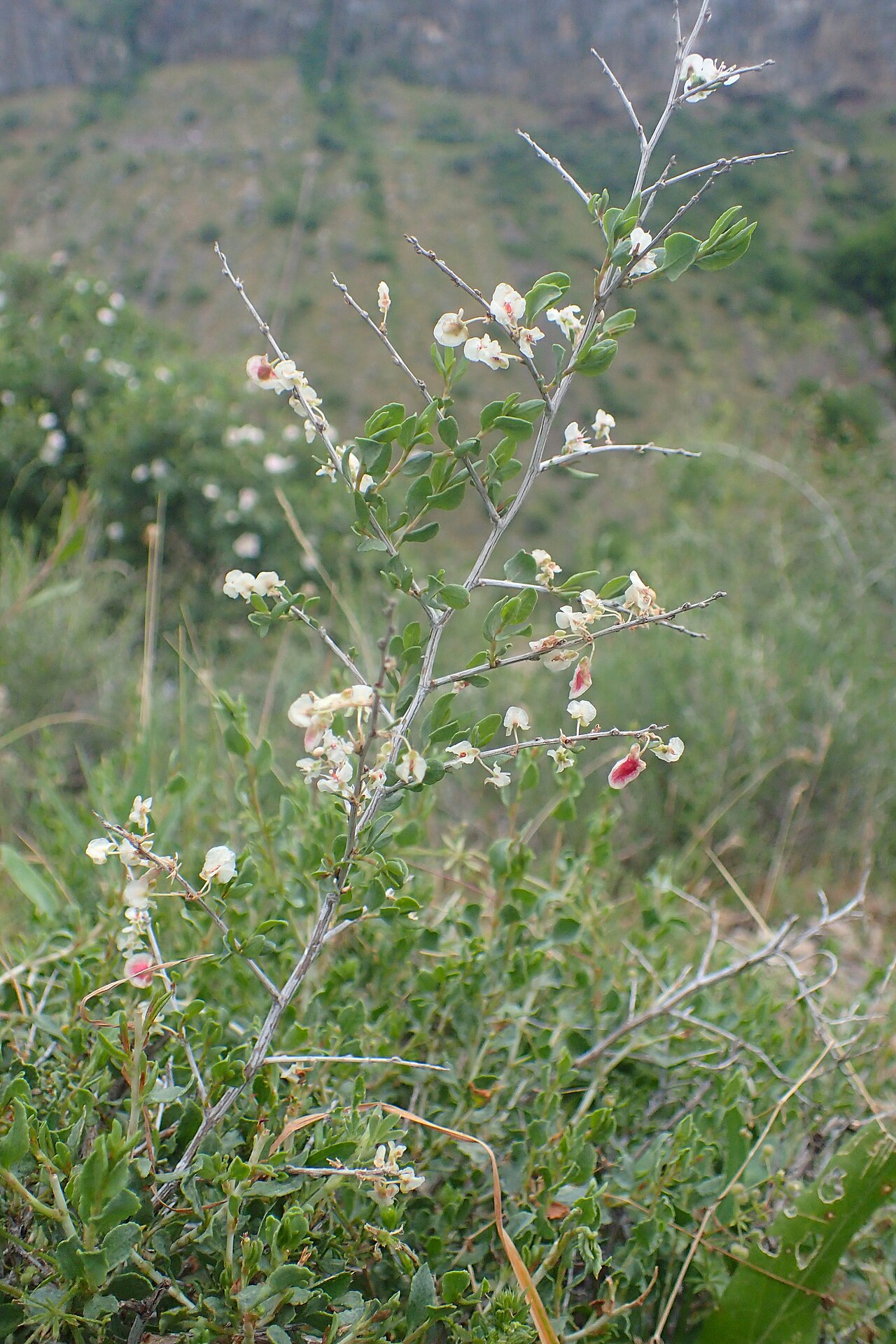Atraphaxis spinosa: Atraphaxis spinosa in Garni Chosrow, Armenia