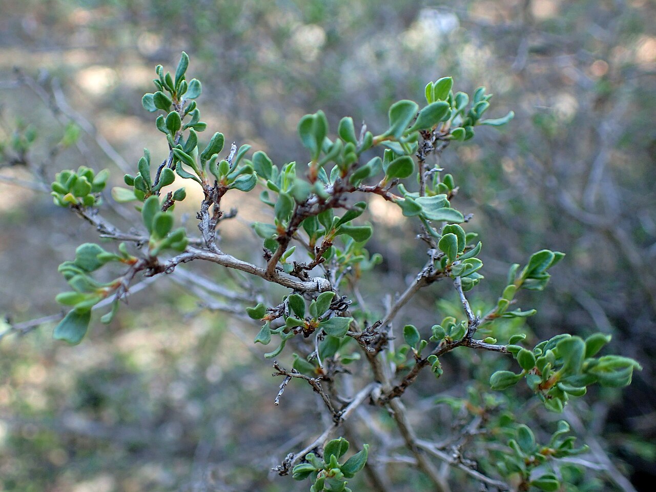 Atraphaxis spinosa: Atraphaxis spinosa in Botanical Garden in Tbilisi