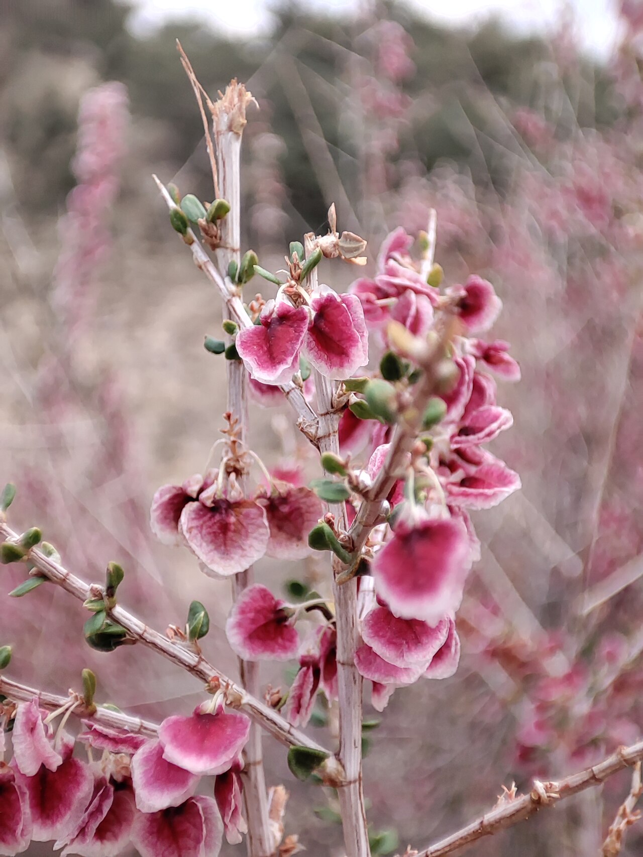 Atraphaxis spinosa: Wild Atraphaxis Flowers, Iran
