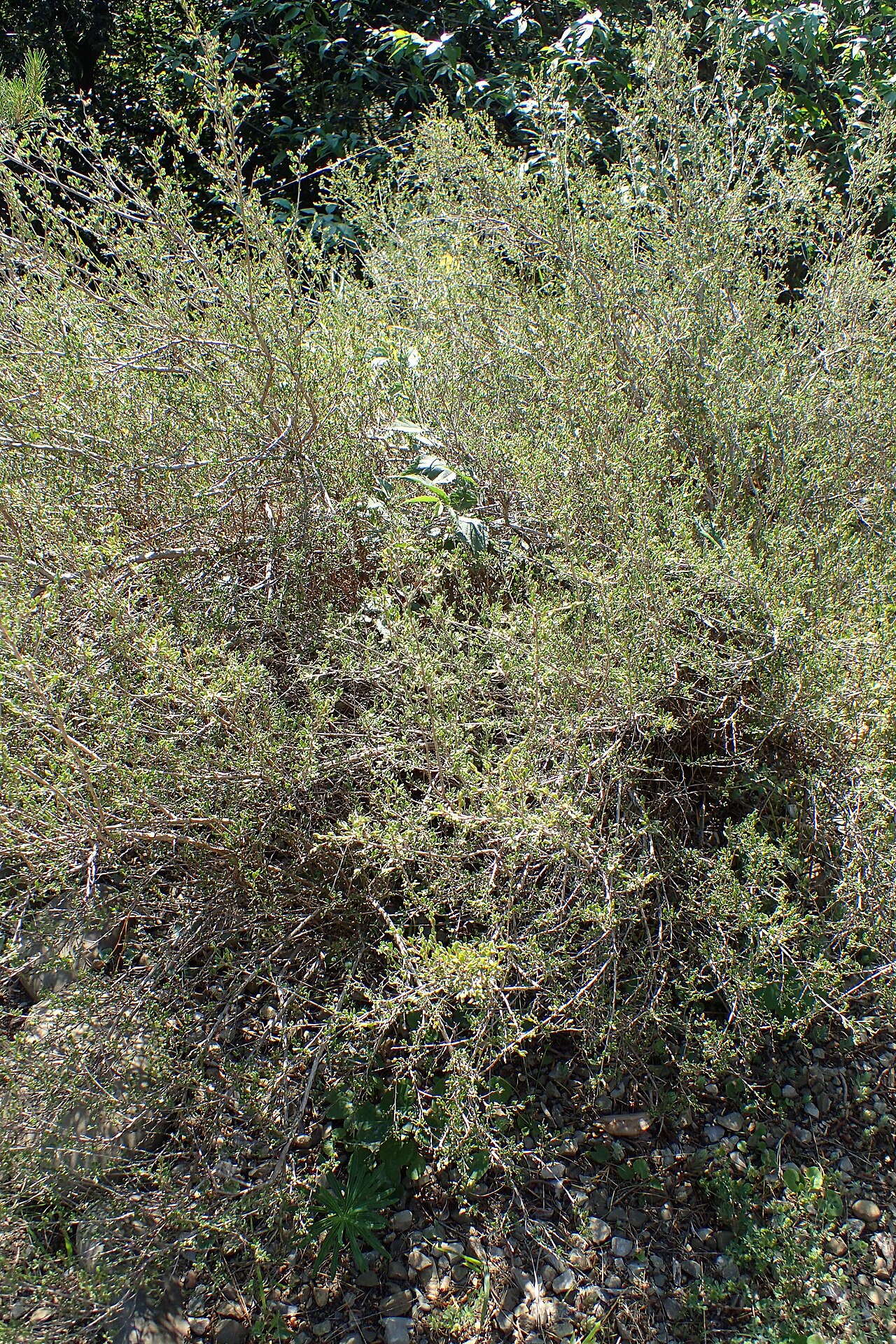 Atraphaxis spinosa: Atraphaxis spinosa in Botanical Garden in Tbilisi