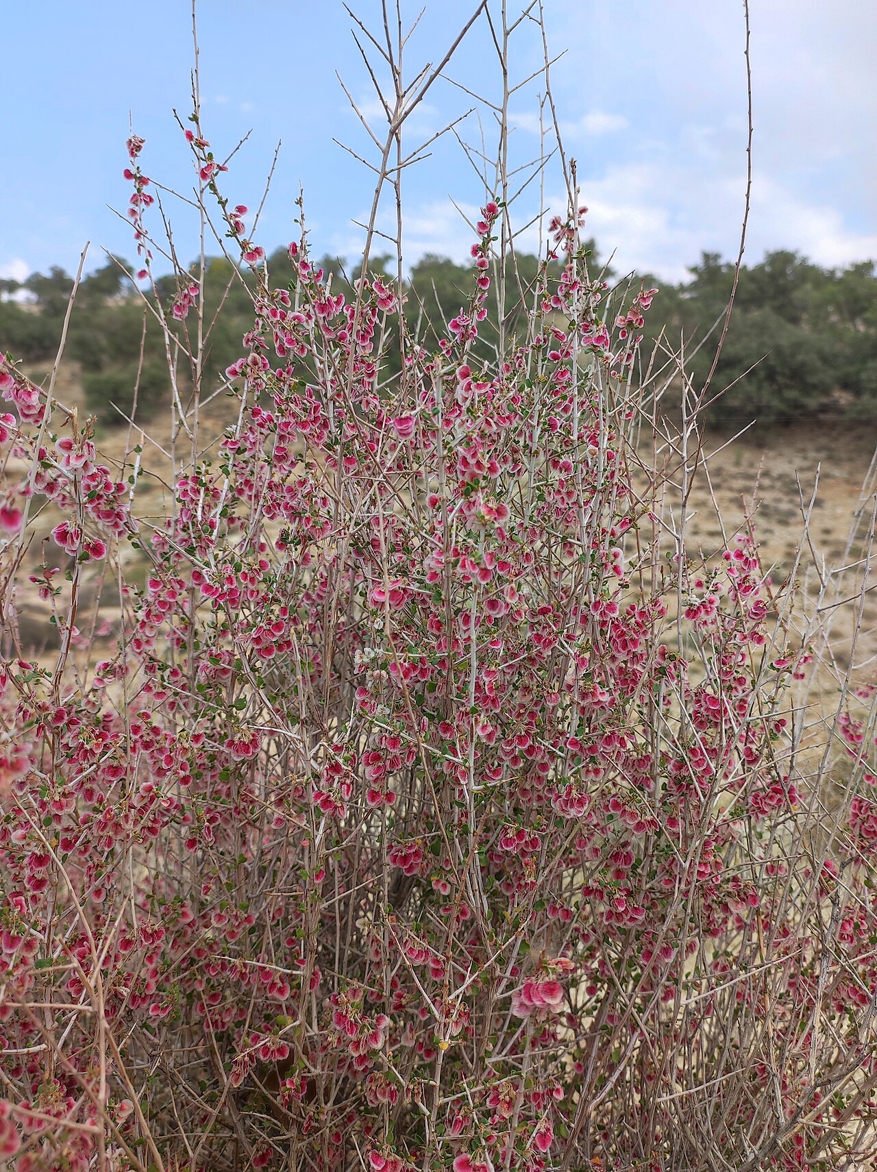 Atraphaxis spinosa: Wild Atraphaxis L.