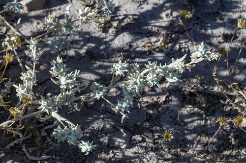 Tubercled saltbush (Atriplex acanthocarpa)