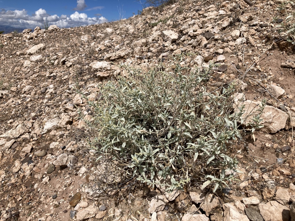 Tubercled saltbush (Atriplex acanthocarpa)