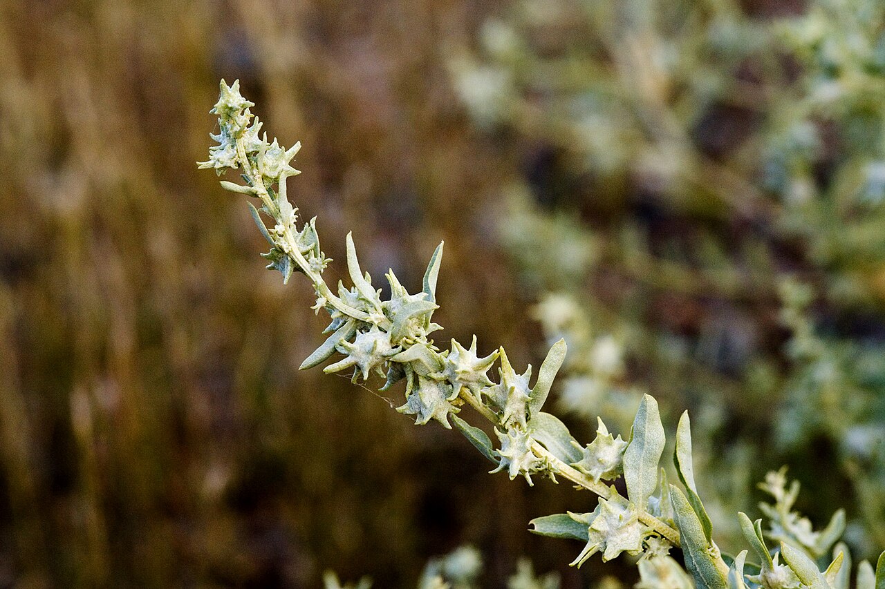 Tubercled saltbush: Atriplex acanthocarpa subsp. acanthocarpa , south side of Interstate 10 ca. 0.5 miles east of the turnoff to Animas west of Lordsburg, Hidalgo County, New Mexic